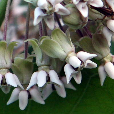 Asclepias syriaca