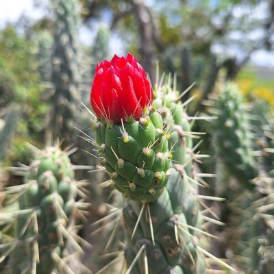 Austrocylindropuntia cylindrica, Daniel Velasco Cedeño