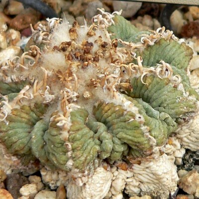 Aztekium ritteri, Stan Shebs