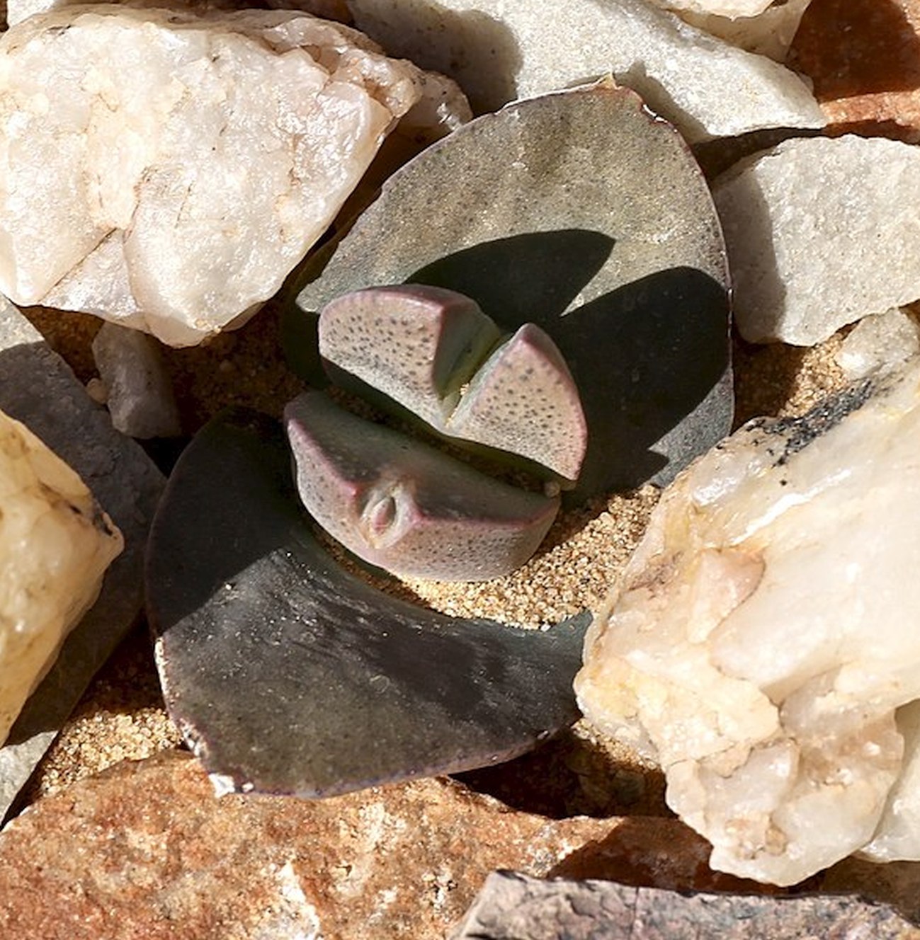 Cheiridopsis alba-oculata