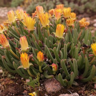 Cheiridopsis rostrata, Nick Helme