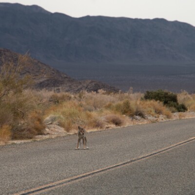 Coyote on a Desert Highway