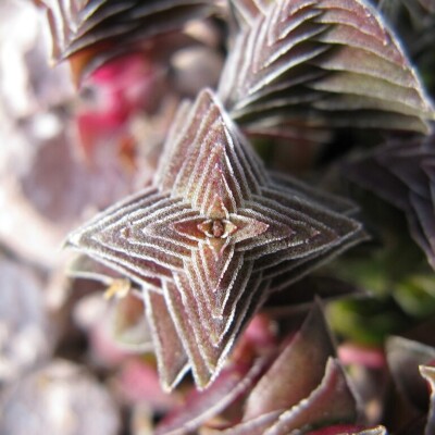 Crassula capitalla, Nadiatalent