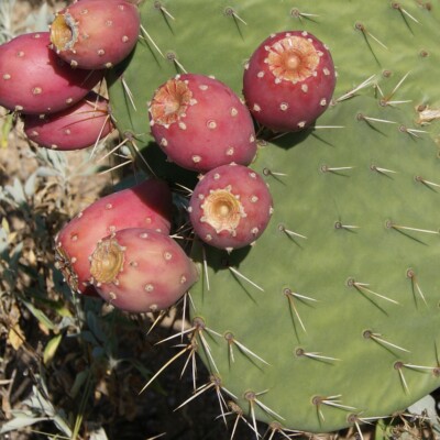 Opuntia orbiculata fruit