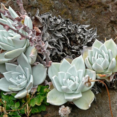 Dudeya farinosa, Stan Shebs