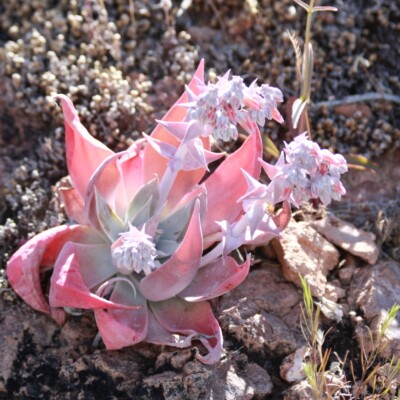 Dudleya arizonica, Robb Hannawacker