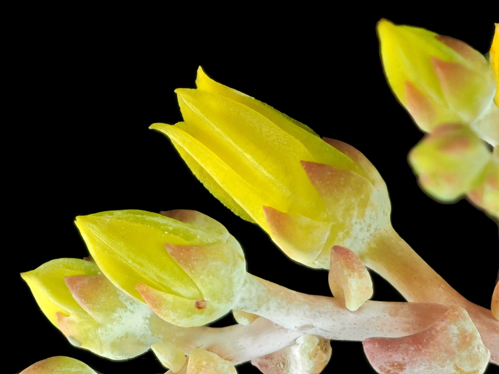 Dudleya caespitosa, John Rusk