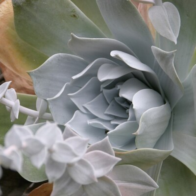 Dudleya pulverulenta, Stickpen