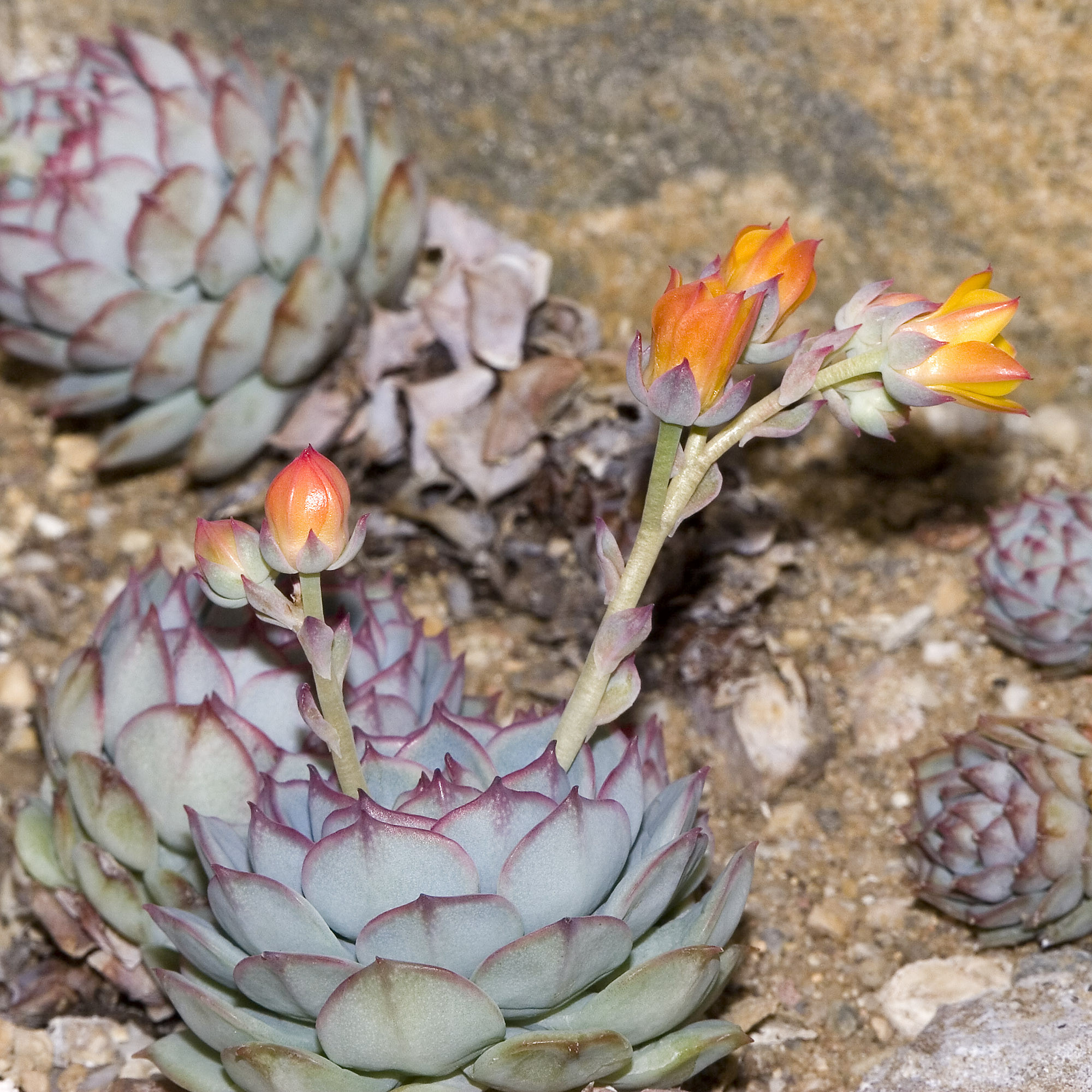 Echeveria derenbergii, Olei