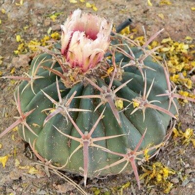 Echinocactus texensis, Stan Shebs