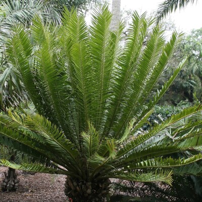 Encephalartos tegulaneus, David J Slang