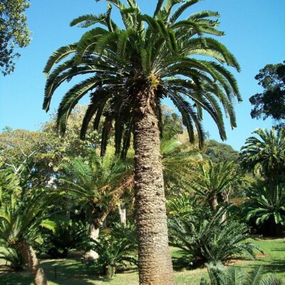 Encephalartos woodii