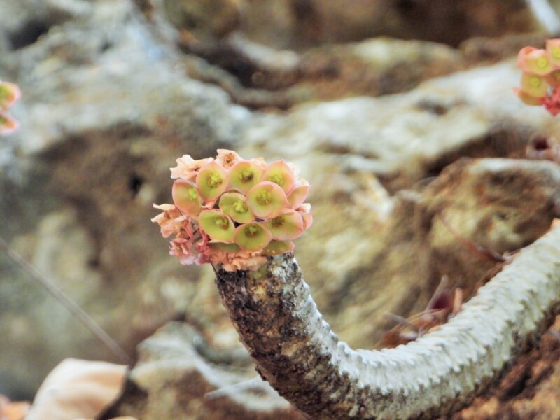 Euphorbia denisiana