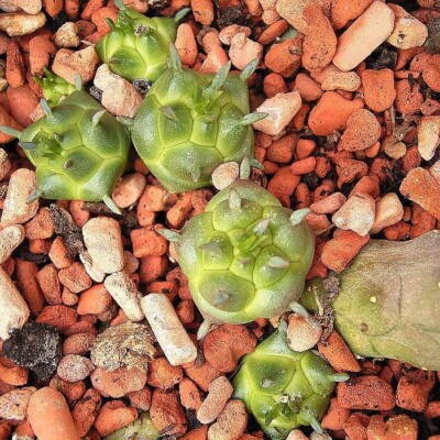 Euphorbia globosa, Frank Vincentz