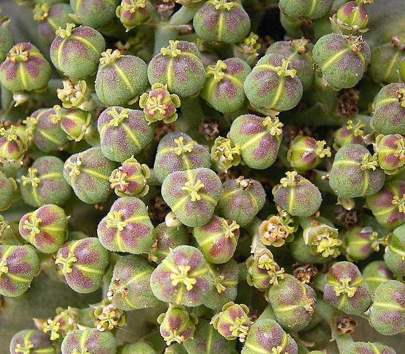 Euphorbia meloformis, Frank Vincentz