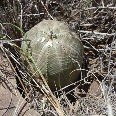 Euphorbia obesa, Andrew Hankey