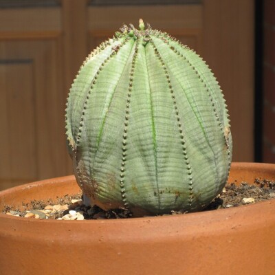 Euphorbia obesa, Petar43
