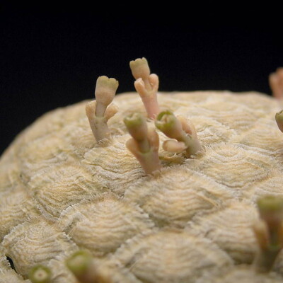 Euphorbia piscidermis, Frank Vincentz