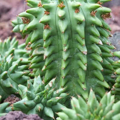 Euphorbia susanne, Pseudopanax