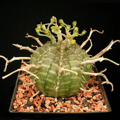 Euphorbia valida, Frank Vincentz