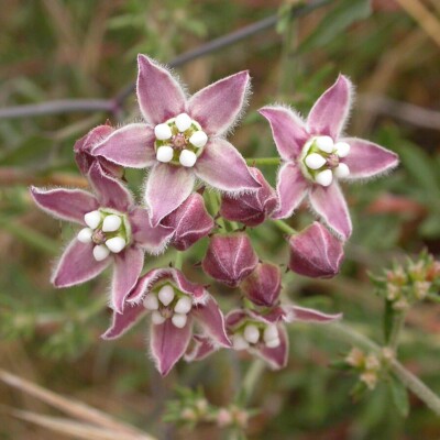 Funastrum cynanchoides, Curtis Clark