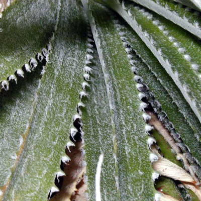 Hechtia epigyna