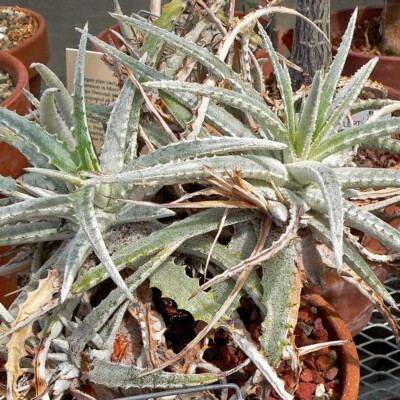 Hechtia marnier-lapostollei