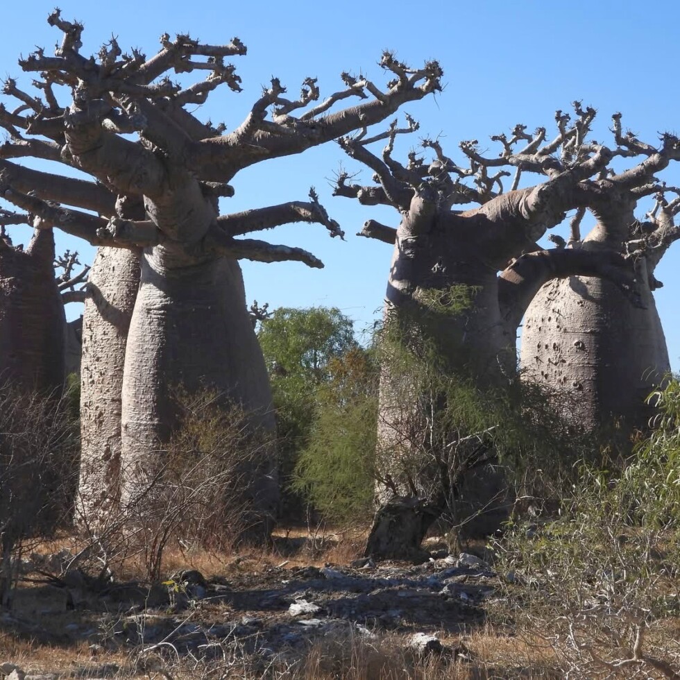 Adansonia grandidieri, Amante Darmanin