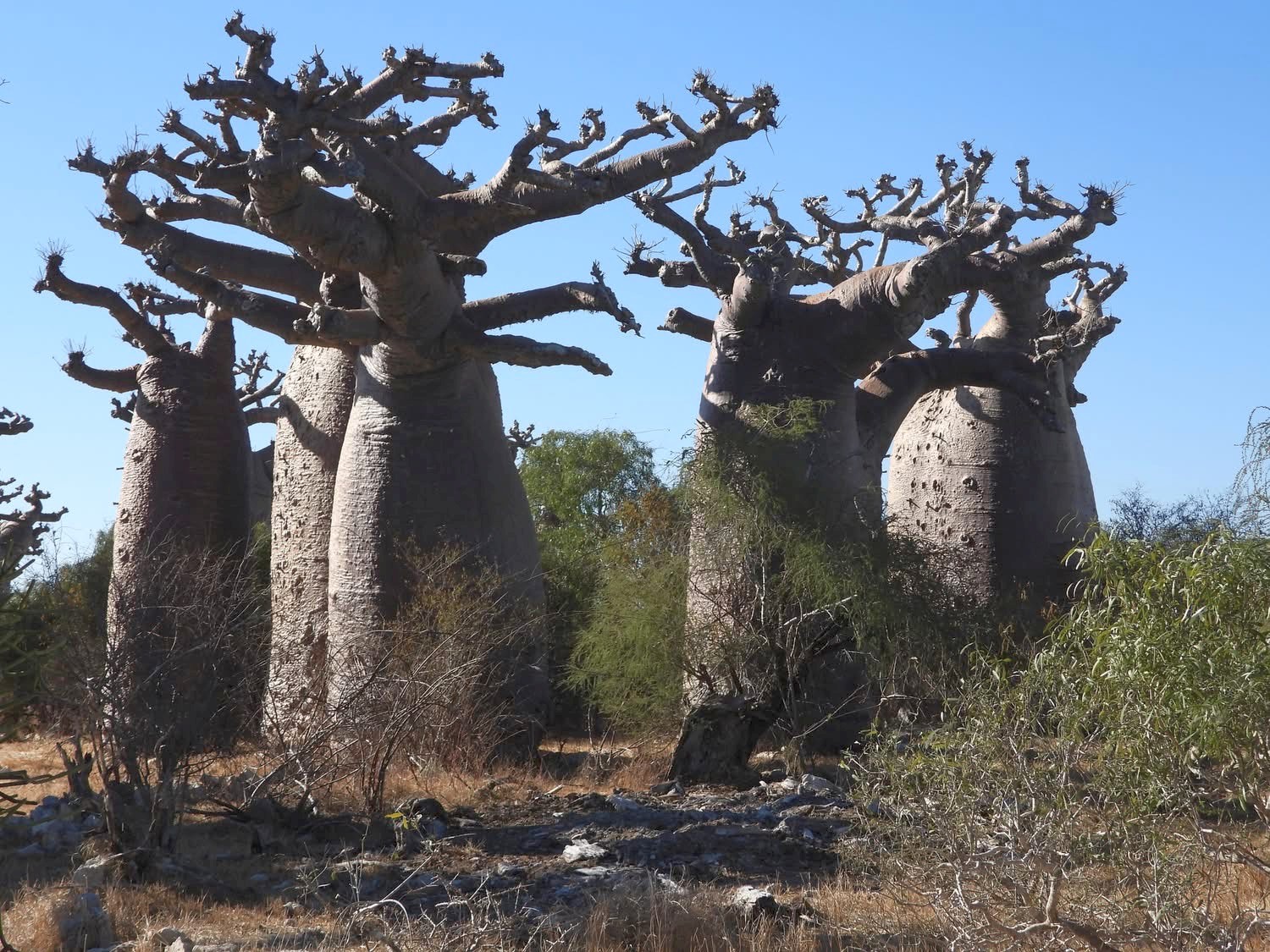Adansonia grandidieri, Amante Darmanin