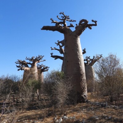 Adansonia grandidieri, Amante Darmanin