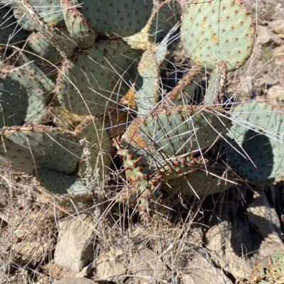 Opuntia castetteri seeds