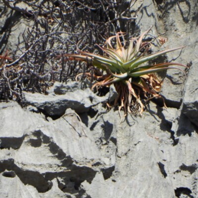 Aloe roeoesii, Amante Darmanin