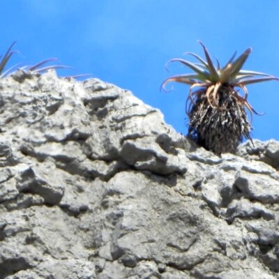 Aloe roeoesii, Amante Darmanin