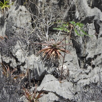 Aloe roeoesii, Amante Darmanin