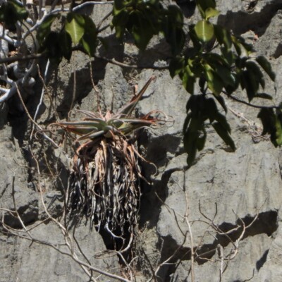 Aloe roeoesii, Amante Darmanin