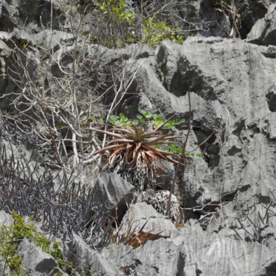 Aloe roeoesii, Amante Darmanin