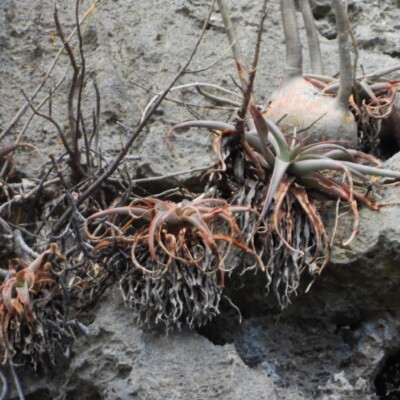 Aloe roeoesii, Amante Darmanin