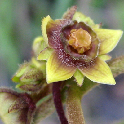 Ibatia ganglinosa, Alex Popovkin