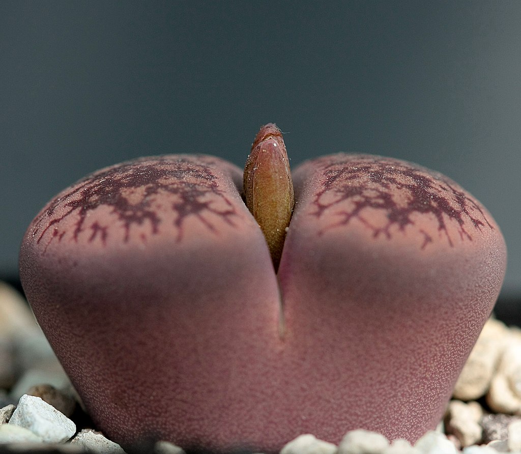 Lithops aucampiae, Dormenwolf