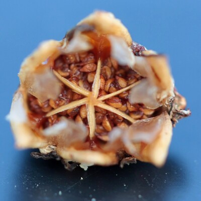 Lithops aucampiae, Dormenwolf