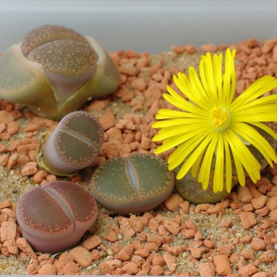Lithops aucampiae, Yellowcloud