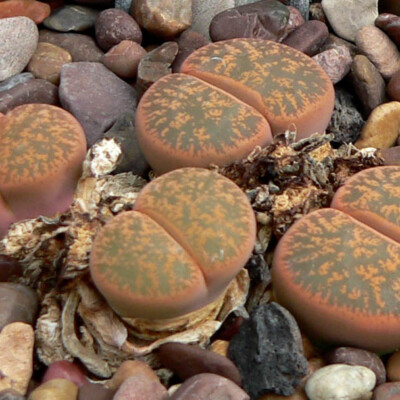 Lithops lesliei, Stan Shebs