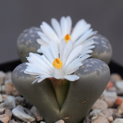 Lithops marmorata, Dormenwolf