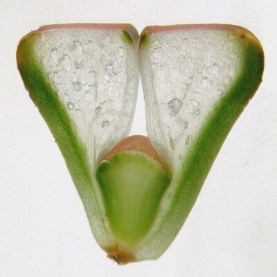 Longitudinal section of a Lithops plant, CT Johansson