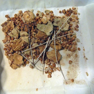 Opuntia castetteri seeds