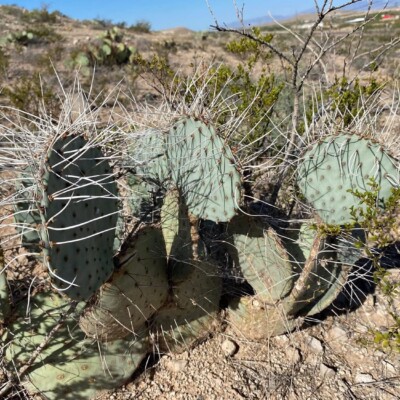 Opuntia castetteri, Carlos Cervantes