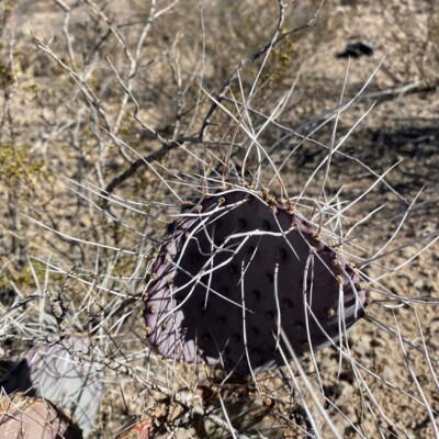 Opuntia castetteri, El Paso area, Carlos Cervantes