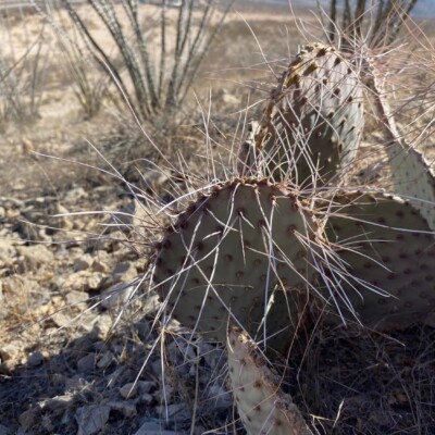 Opuntia castetteri, El Paso area, Carlos Cervantes
