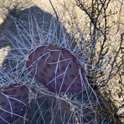 Opuntia castetteri, El Paso area, Carlos Cervantes