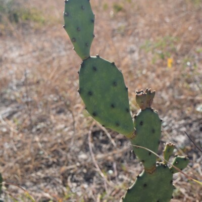 Opuntia stricta, Danny Green